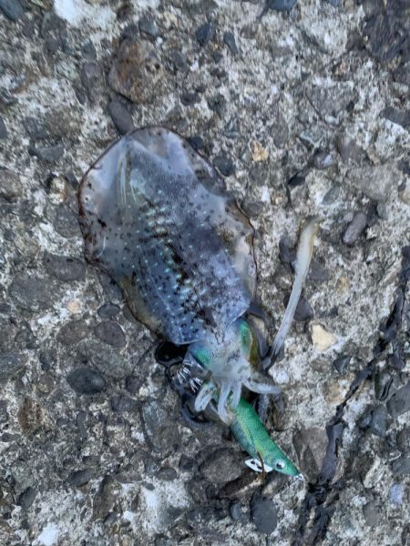 今年初エギング