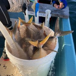 蒲生田周辺でシオ