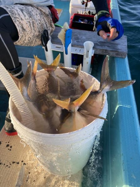 蒲生田周辺でシオ