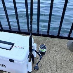 グッドコンディションのメジロ