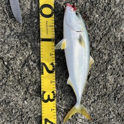 ベイトショアジギ