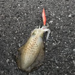 アオリイカ新子とシーラ