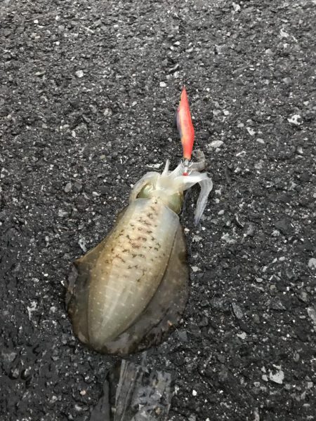 アオリイカ新子とシーラ