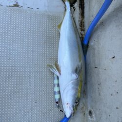 メジロクラスまで