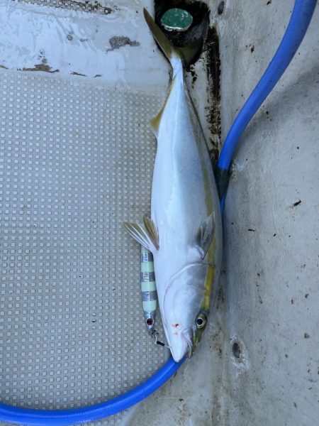 メジロクラスまで