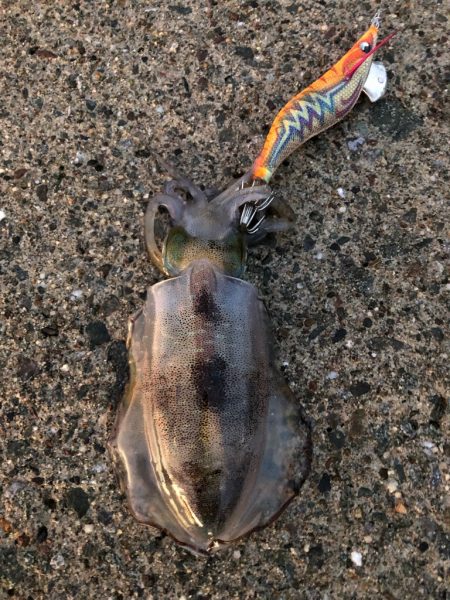 2022 佐渡ヶ島エギング 14回目【9月19日】