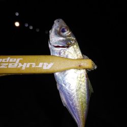 エギング　フロートリグ