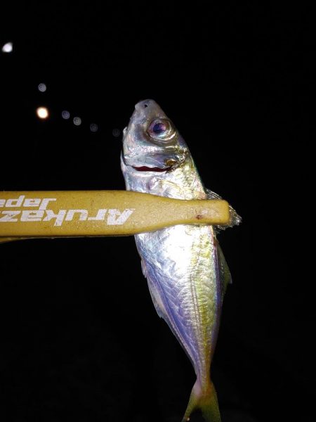 エギング　フロートリグ