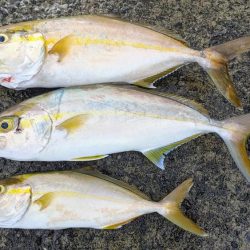 ネイリが大分大きくなってきた。