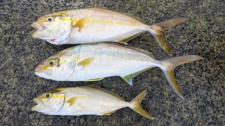 ネイリが大分大きくなってきた。