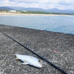本命のアジが釣れないんでネイリに変更