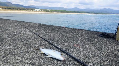 本命のアジが釣れないんでネイリに変更