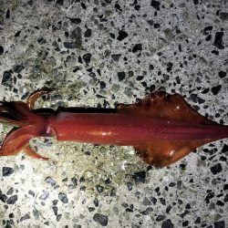 アオリとケンサキ