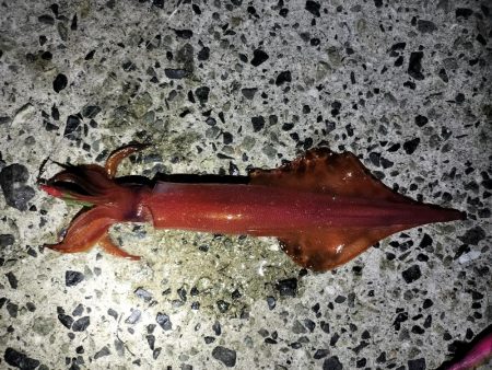 アオリとケンサキ