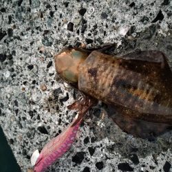 新子はいっぱいいるけど