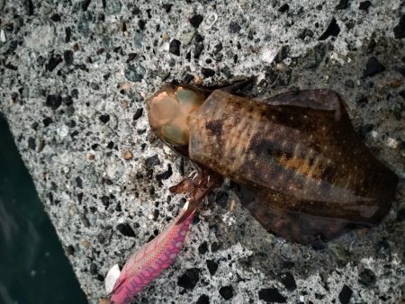 新子はいっぱいいるけど