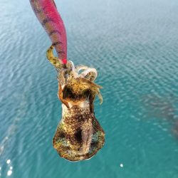 新子がたくさん