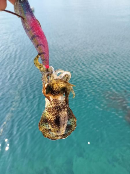 新子がたくさん