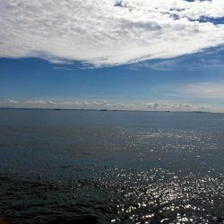 久々のシーバス