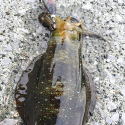 秋にしてはいいんじゃない？