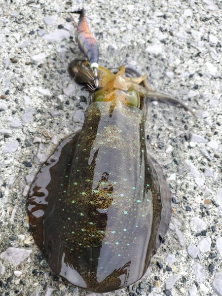 秋にしてはいいんじゃない？