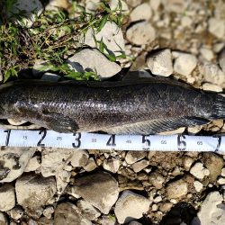 ブラックバスのはずが、、、