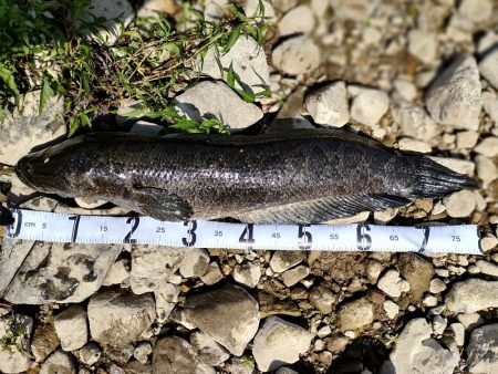 ブラックバスのはずが、、、