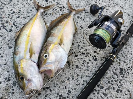 今年はネイリが多い