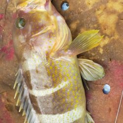 ジギングシーズン突入