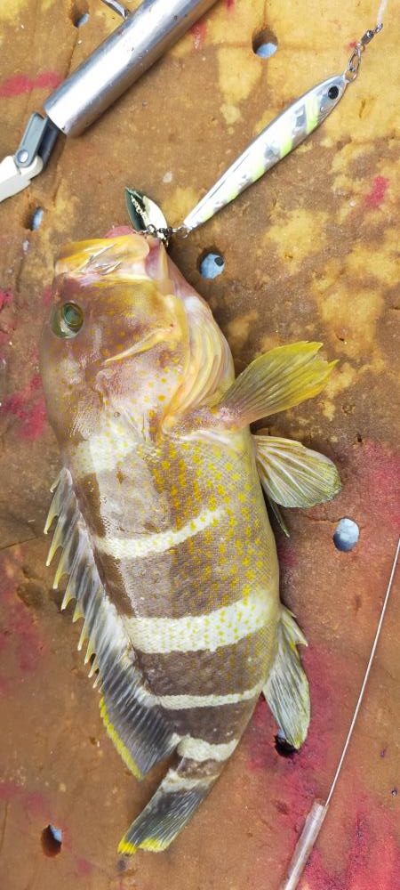 ジギングシーズン突入