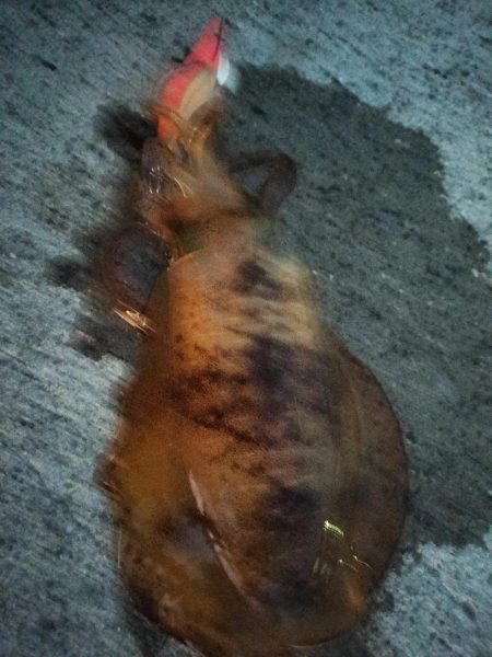 新子がたくさん