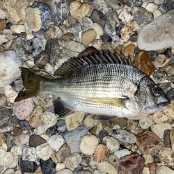良型チヌに秋の小チヌの数釣り