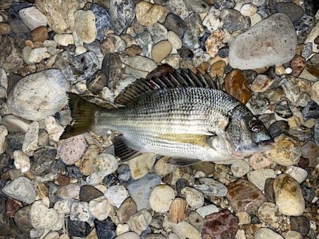 良型チヌに秋の小チヌの数釣り