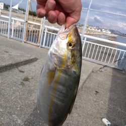 やったーカンパチ　　の子供ゲット