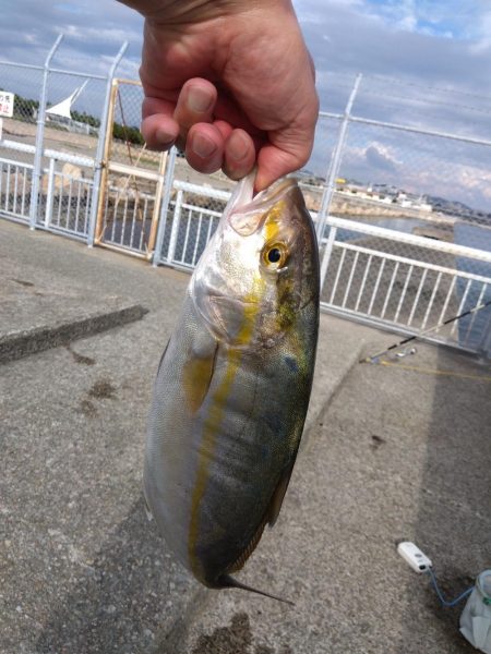 やったーカンパチ　　の子供ゲット