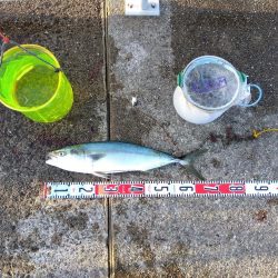 またまたブリ~ の子供