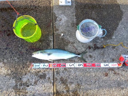 またまたブリ~ の子供