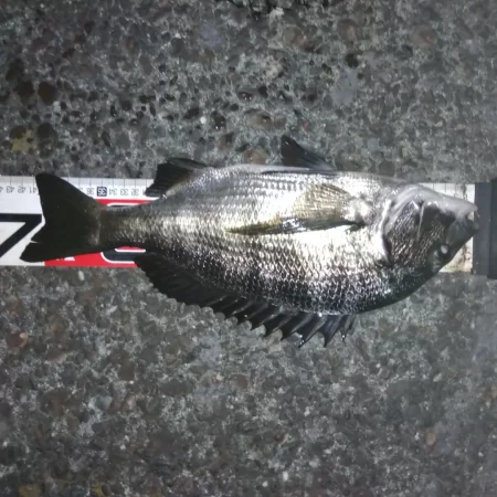 夜釣り行ってきました