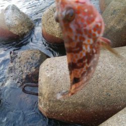 アオリイカ1杯、キジハタ2匹!