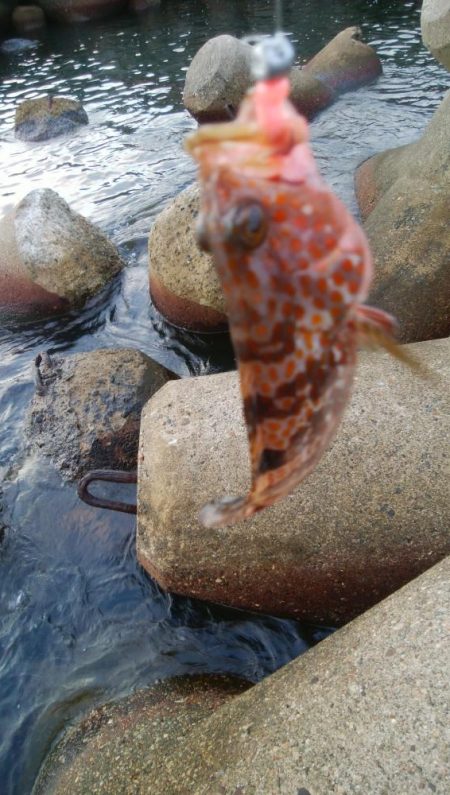 アオリイカ1杯、キジハタ2匹!