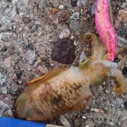 アオリイカ8杯！