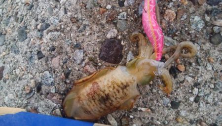 アオリイカ8杯！