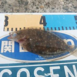 台風通過後の播磨新島キス調査