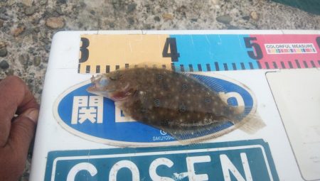 台風通過後の播磨新島キス調査