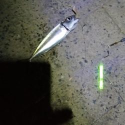 シーサイドコスモのタチウオ調査