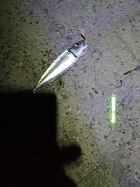 シーサイドコスモのタチウオ調査