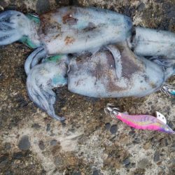 アオリ4杯、カマス7匹、小アジ1匹、小サバ1匹、キジハタ2匹!