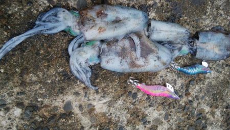 アオリ4杯、カマス7匹、小アジ1匹、小サバ1匹、キジハタ2匹!