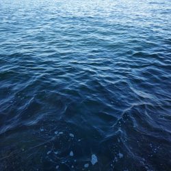 ビッグバッカーでメジロ