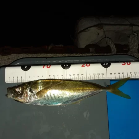 尺アジリベンジ成功